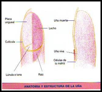Partes de la uña